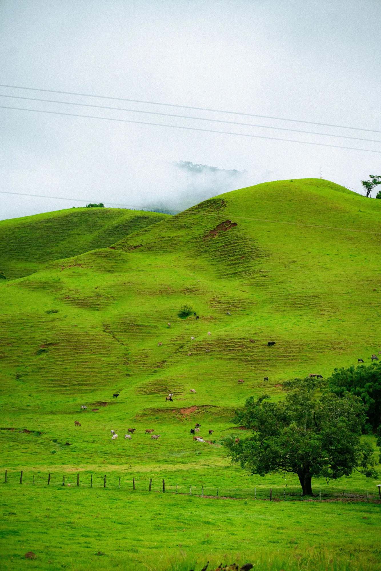 Green hills under low cloud, with cattle grazing